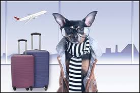 We did not find results for: Bringing Pets To South Africa What You Need To Know