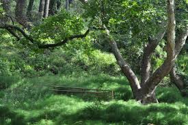 866.81 0.35% inews widgets : Datei Tatoi King S Forest Jpg Wikipedia