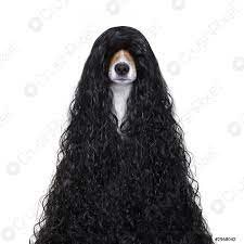 1 ) lisci come la seta. Grooming Cane Ai Parrucchieri Foto D Archivio Crushpixel