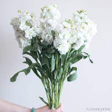 Aside from its physical characteristics, this plant is popular as a symbol of. White Stock Flower Bulk Fresh Diy Wedding Flowers Flower Moxie