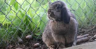 Traînasser au lit toute la journée. Construire Un Clapier Confortable Pour Son Lapin