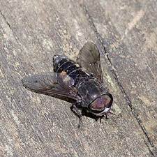 Check spelling or type a new query. Horsefly Field Station