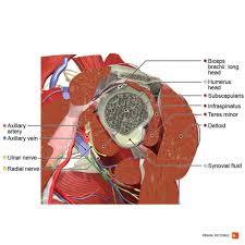 Infraspinatus and teres minor tendon. Rotator Cuff Physiopedia