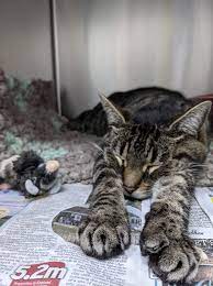 Shepherds Veterinary Hospital Home Facebook