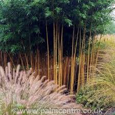 Because the growing area in containers is much smaller, the bamboo will get root bound much quicker. Phyllostachys Aureosulcata Aureocaulis Bamboo The Palm Centre