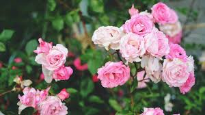 Bulgaria Festa delle Rose a Kazanlak con guida in italiano