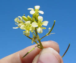 Image result for Erucastrum