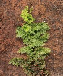 Image result for Hymenophyllaceae
