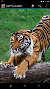 Tiger Wallpapers For Android Apk Download
