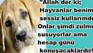 ahmet tan adli kullanicinin din panosundaki pin kopek hayvan hayvanlar