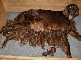 Dogs And Their Lookalike Puppies Daily Mail Online Breeders are the best source of puppies in quantity. daily mail