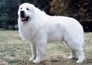 Great Pyrenees Dog Breed Profile | Petfinder
