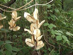 Image result for Dioscorea dregeana