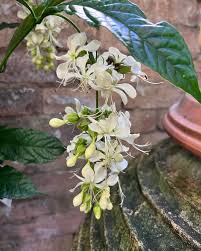 Image result for Clerodendrum capitatum