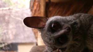 Any of several agile long tailed nocturnal african lemurlike primates of the genus {galago} with dense woolly fur and large eyes. Our Tenants Are Bush Babies Backyard Nature Nature Pbs