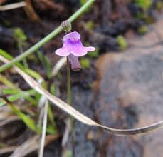 Image result for Genlisea africana