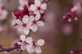 اجمل خلفيات لابتوب Hp Hd Laptop Wallpapers 1080p Tecnologis Pink Flowers Wallpaper Flower Wallpaper Beautiful Pink Flowers