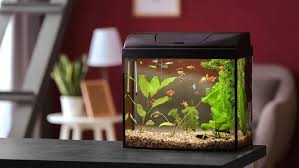 Aquarium merupakan salah satu dekorasi menghias rumah yang tepat. Cara Mudah Bikin Aquarium Air Laut Di Rumah Rumah Com