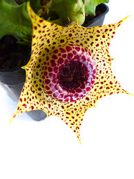 Image result for Huernia
