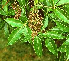 Image result for Searsia rogersii