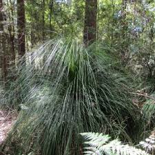 Image result for Crotalaria xanthoclada