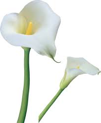 Transparent Calla Lilies Flowers Png Clipart Lily Flower Calla Lily Flowers Calla Lily