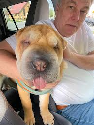 Lost dog found in East Elmhurst