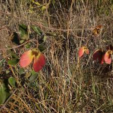 Image result for Sphedamnocarpus