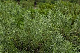 Image result for Pechuel-Loeschea leubnitziae