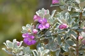 Tac 69.8 endangered, threatened and protected native plants. What Is A Texas Sage Shrub Growing Texas Sage In The Garden