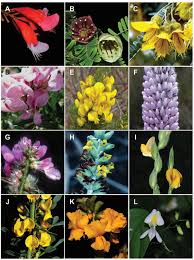 Image result for Microcharis latifolia