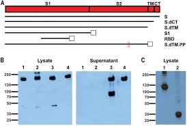 Maybe you would like to learn more about one of these? Dna Vaccine Protection Against Sars Cov 2 In Rhesus Macaques Science
