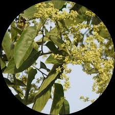 Image result for Ventilago