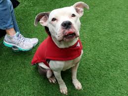 Where to volunteer with kids in the new york area. Cosette 18484 Manhattan To Be Destroyed 01 24 18 A Volunteer Writes According To Mr Webster A Cossette Is Dog Adoption Pet Adoption Animals Friends