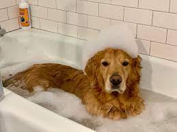 As a verb tub is. Rub A Dub Dub Pup Is In The Tub Aww