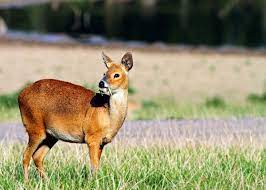 Check spelling or type a new query. 45 Chinese Water Deer Facts Fanged And Cuddly Vampire Deer Everywhere Wild