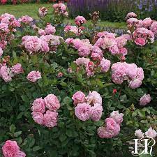 Pin On Gardening