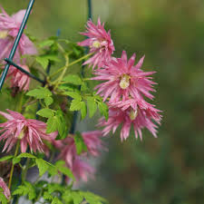 We did not find results for: Proven Winners New For 2021 Sparky Pink Clematis Will Facebook