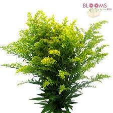 Wholesale Solidago Goldenrod Blooms By The Box Mason Jar Crafts Diy Wine Bottle Diy Crafts Wine Bottle Diy