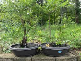 Image result for Agarista