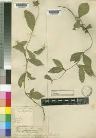 Image result for Pyrenacantha kirkii