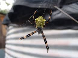 Maybe you would like to learn more about one of these? Argiope Appensa Wikipedia