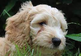 Even now fully grown she is still wearing a small collar just now on the loosest hole. Different Cockapoo Sizes What To Expect As They Grow
