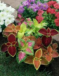 Image result for Coleus scutellarioides