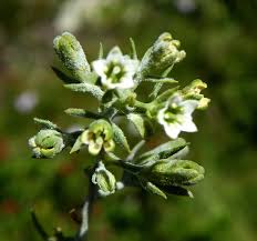 Image result for Thesium thamnus