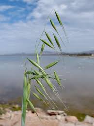 Image result for Avena byzantina