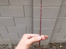 Let your plum cutting grow in its original container for about 1 month after roots form or until it puts out new growth. Root Fruit Tree Cuttings In 5 Easy Steps Garden Of Luma