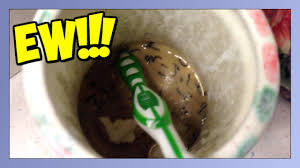 Eliminate these things, and the worms will be gone. Maggots In My Bathroom Youtube