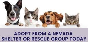 Our dream at vegas pet rescue project is to positively impact the las vegas homeless, abused and abandoned pets that overwhelm our shelter system by giving them a new lease on life. Las Vegas Pet Adoptions Vegas4locals Com