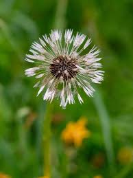 Image result for Taraxacum